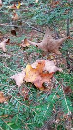 Dry autumn leaf on field