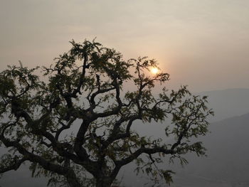 Low angle view of tree against sky