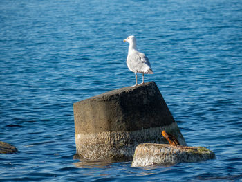 Seagull sitting on the top