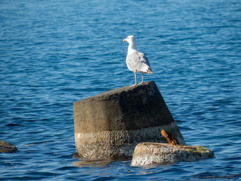 Seagull perching on wooden post