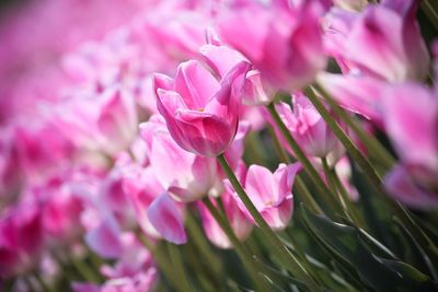 Close-up of pink flowers blooming outdoors