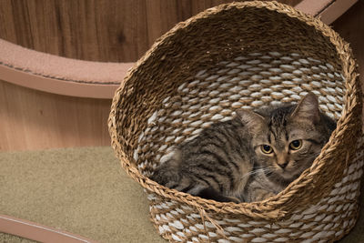 Close-up of tiger in basket