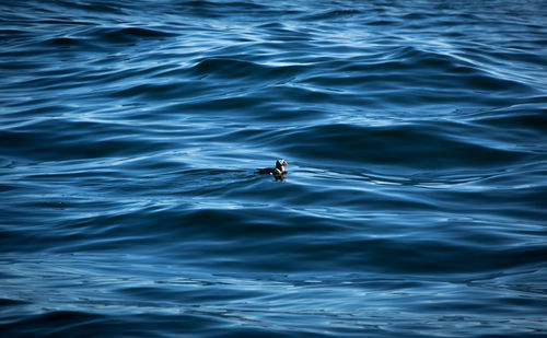 High angle view of puffin swimming in sea