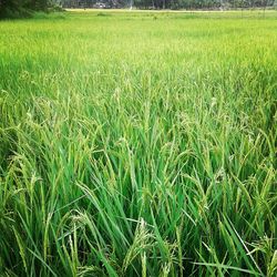 Scenic view of grassy field