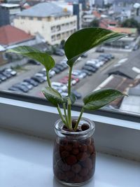 Close-up of potted plant on window sill