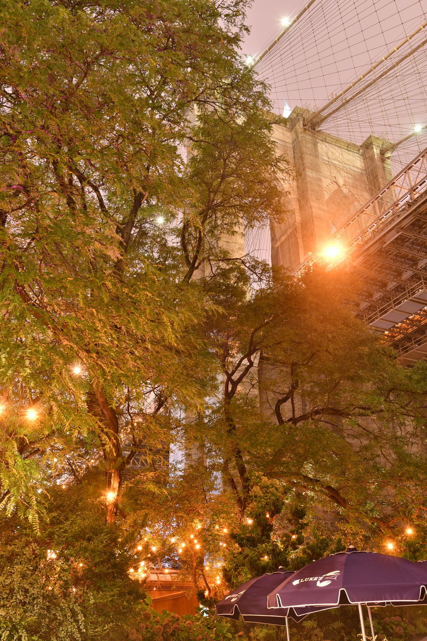 LOW ANGLE VIEW OF ILLUMINATED TREES AND BUILDINGS AGAINST SKY