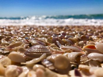 Close-up of seashells on beach