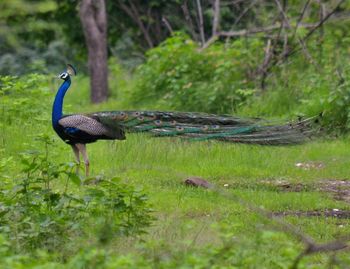 Side view of bird standing on tree trunk