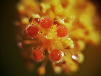 Close-up view of fruit