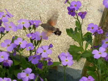 High angle view of butterfly on purple flowers