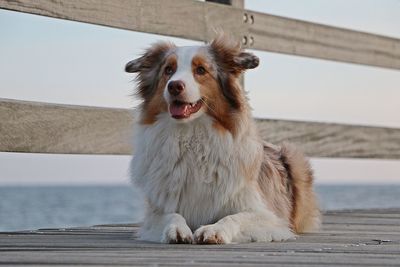 Dog looking away while sitting on sea shore