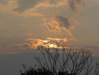 Low angle view of silhouette plants against sky during sunset