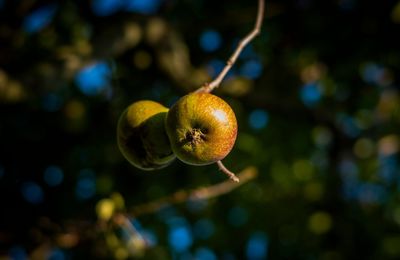 Close-up of fruit growing on tree