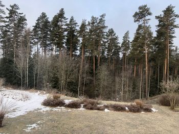 Scenic view of trees growing on field against sky