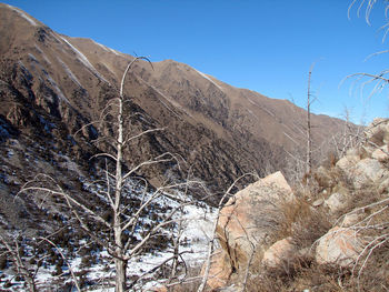 Low angle view of tree mountain against clear sky