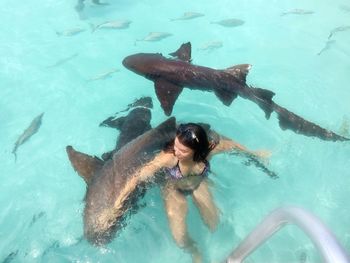 High angle view of young woman swimming with nurse sharks in pool