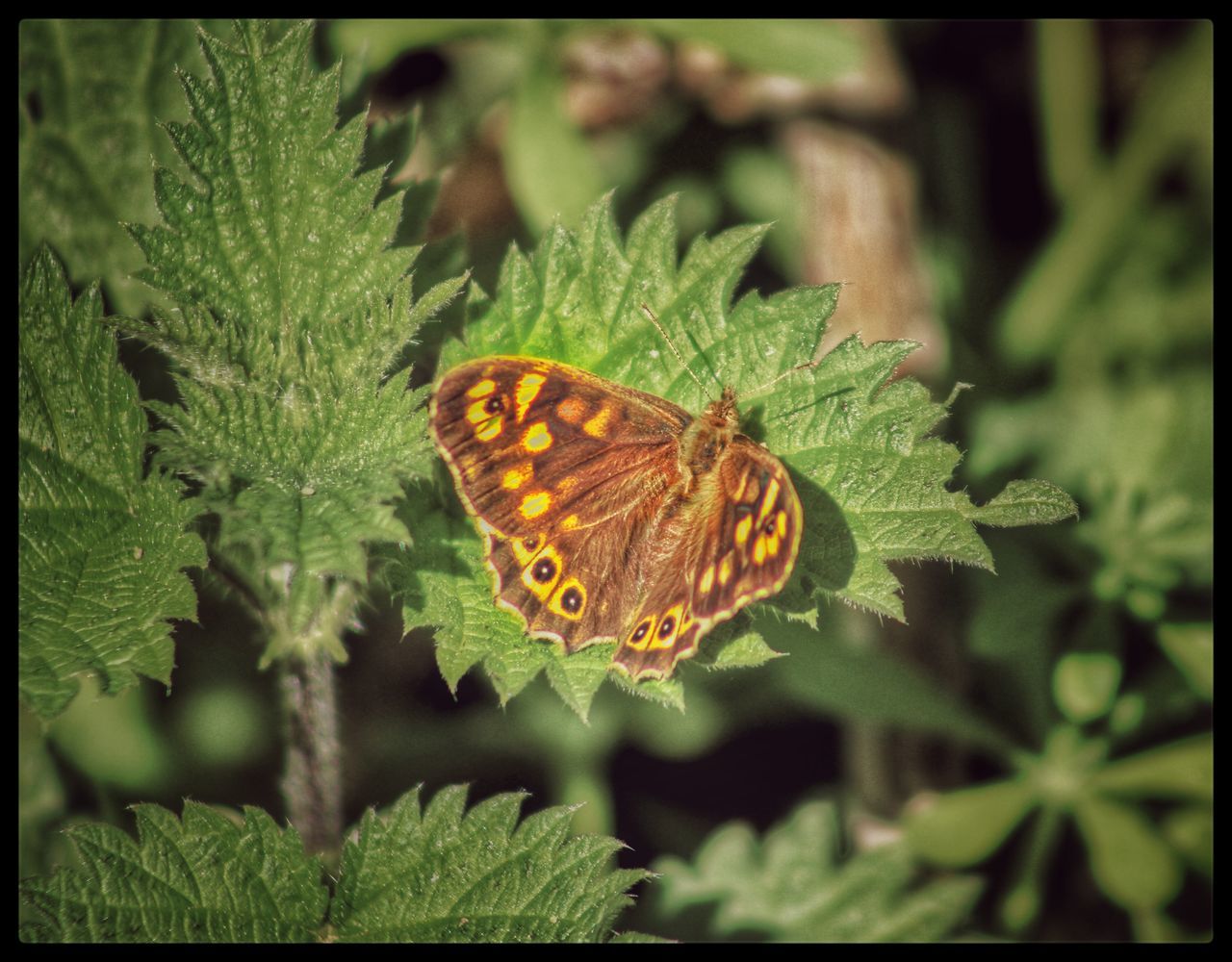 Butterfly on nettles