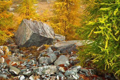 River amidst rocks in forest during autumn