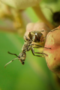 Close-up of ant on leaf
