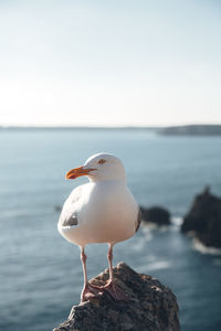 Seagull perching on rock