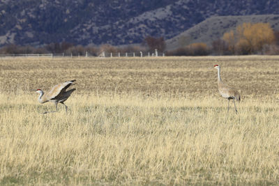 Sand hill cranes dancing in a field with each other