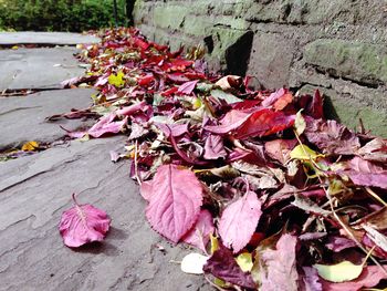 Leaves on a ground