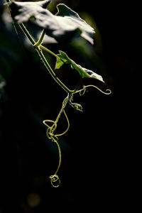 Close-up of green plant