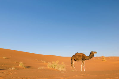 Camel on desert against clear sky