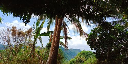 Low angle view of coconut palm trees against sky