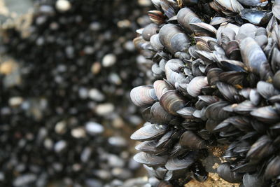 Close-up of mussels at beach