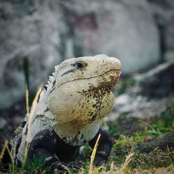 Close-up of lizard on rock