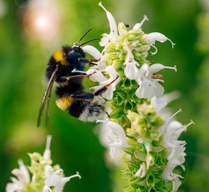 Close-up of bee pollinating on flower