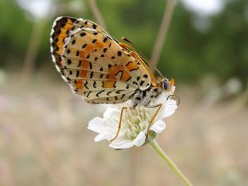 Close-up of butterfly perching on flower