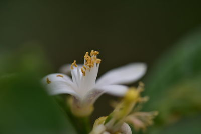 Close-up of white flowering plant