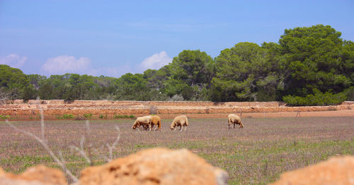 Horses grazing in a field