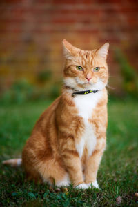 Portrait of cat sitting on grass