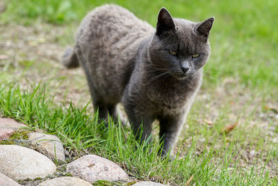 Cat looking away on field