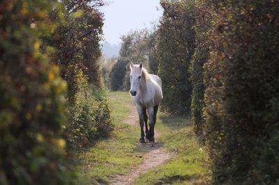 Horse standing in a farm