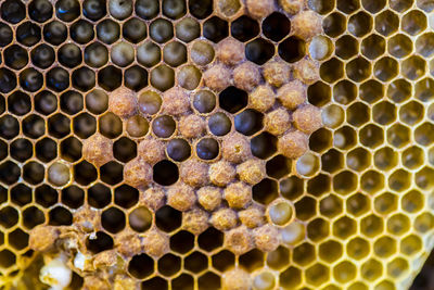 Full frame shot of bees and honeycomb 