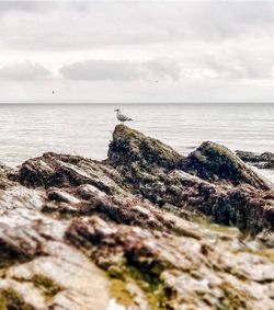 Close-up of lizard on rock at beach against sky