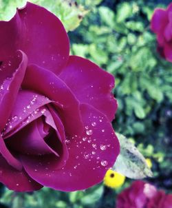 Close-up of wet flower