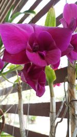 Close-up of purple flowers