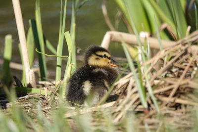 View of a bird on grass