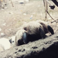 Cat relaxing on rock