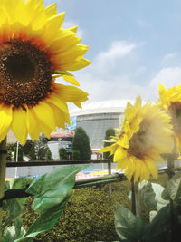 Close-up of sunflower against sky