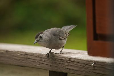 Close-up of bird perching on wooden table