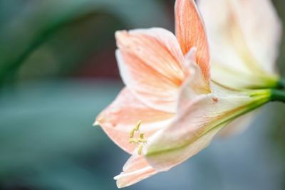 Close-up of red flower