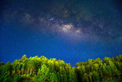 Low angle view of trees against sky at night