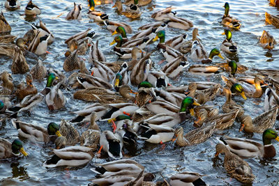 High angle view of mallard ducks swimming in lake