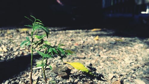 Close-up of insect on plant at night